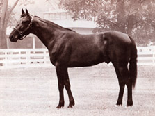 ALBATROSS Harness Museum